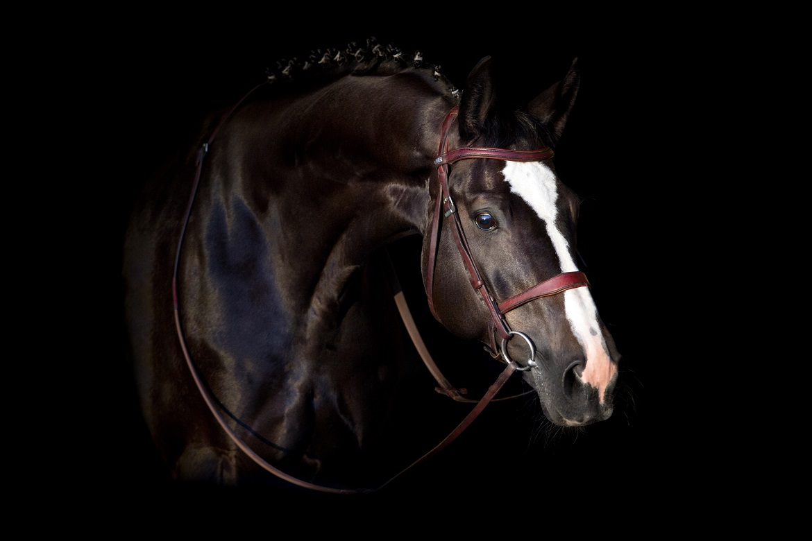 Black horse in bridle portrait on black background